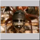 Formica -Serviformica- sanguinea - Blutrote Raubameise 17 9mm.jpg